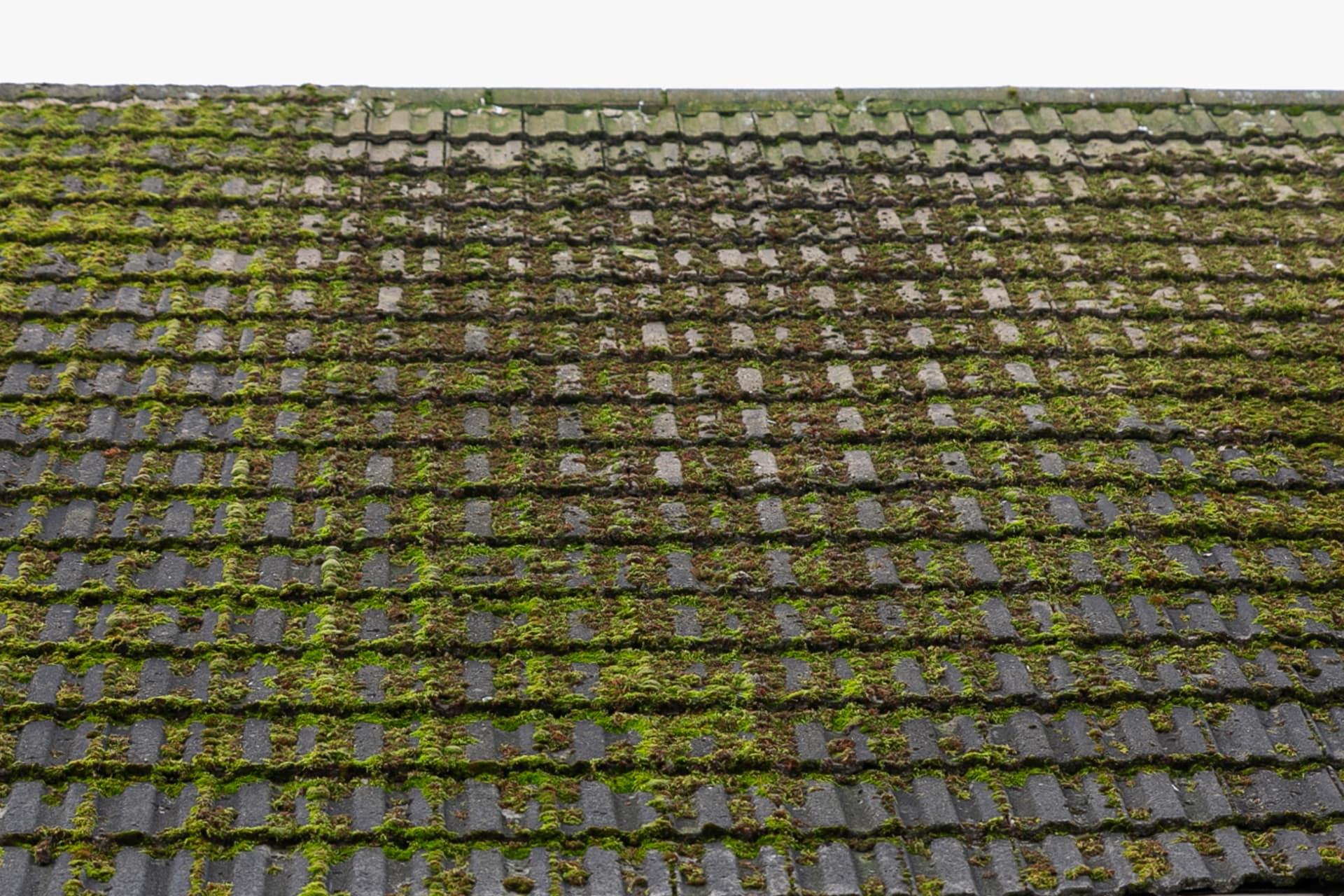 Concrete roof tiles covered in thick green moss before cleaning